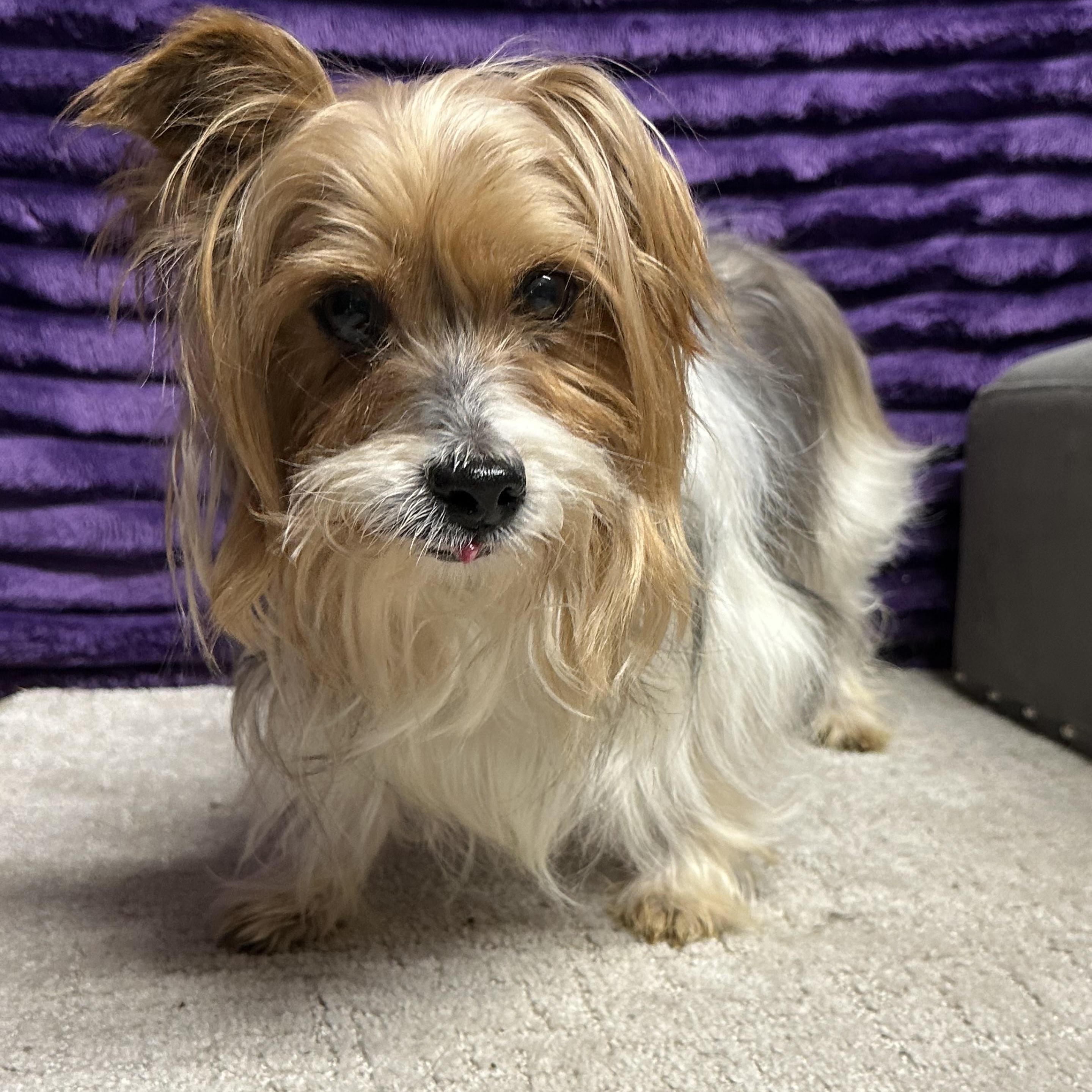 Gable-Foster Home Needed, Adoptable, Senior Male Yorkshire Terrier.