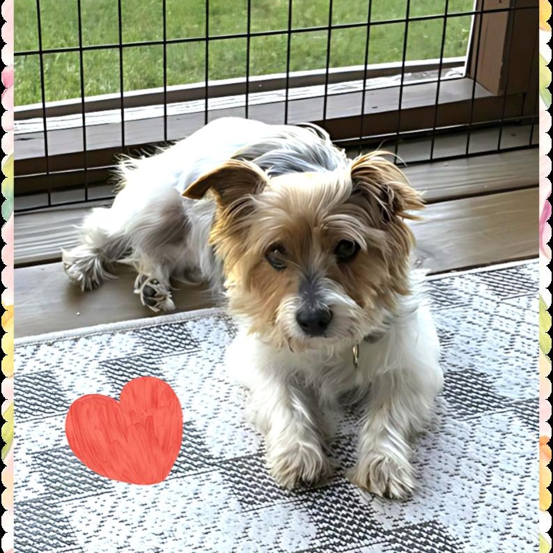 Enlarge Gable, a Adoptable Yorkshire Terrier in Hartland, WI image 1/6