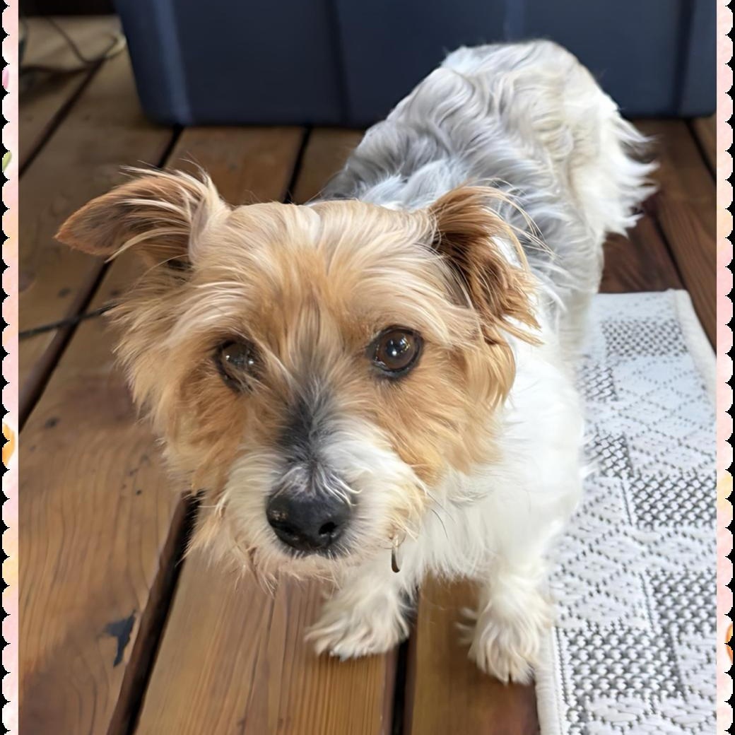 Enlarge Gable, a Adoptable Yorkshire Terrier in Hartland, WI image 2/6