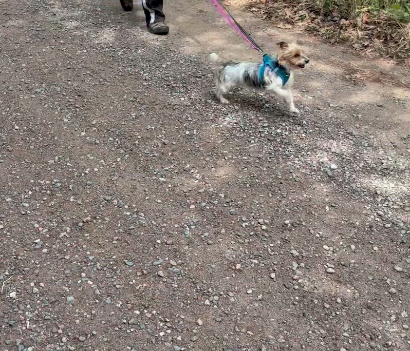 Enlarge Gable, a Adoptable Yorkshire Terrier in Hartland, WI video 6/6