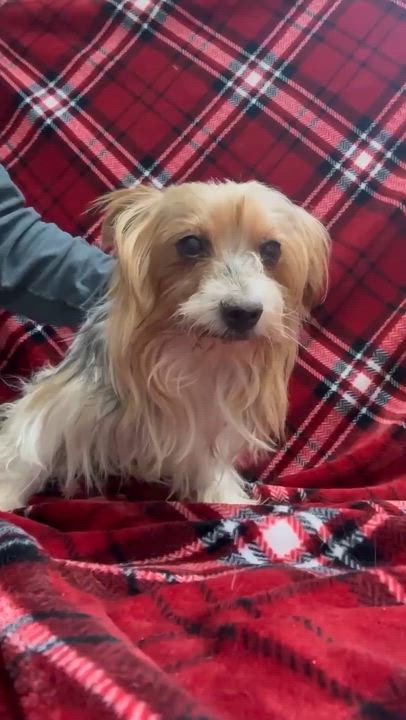 Enlarge Gable-Foster Home Needed, a Adoptable Yorkshire Terrier in Hartland, WI video 6/6
