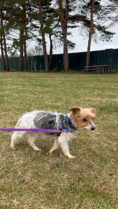 Enlarge Gable-Foster Home Needed, a Adoptable Yorkshire Terrier in Hartland, WI video 5/5