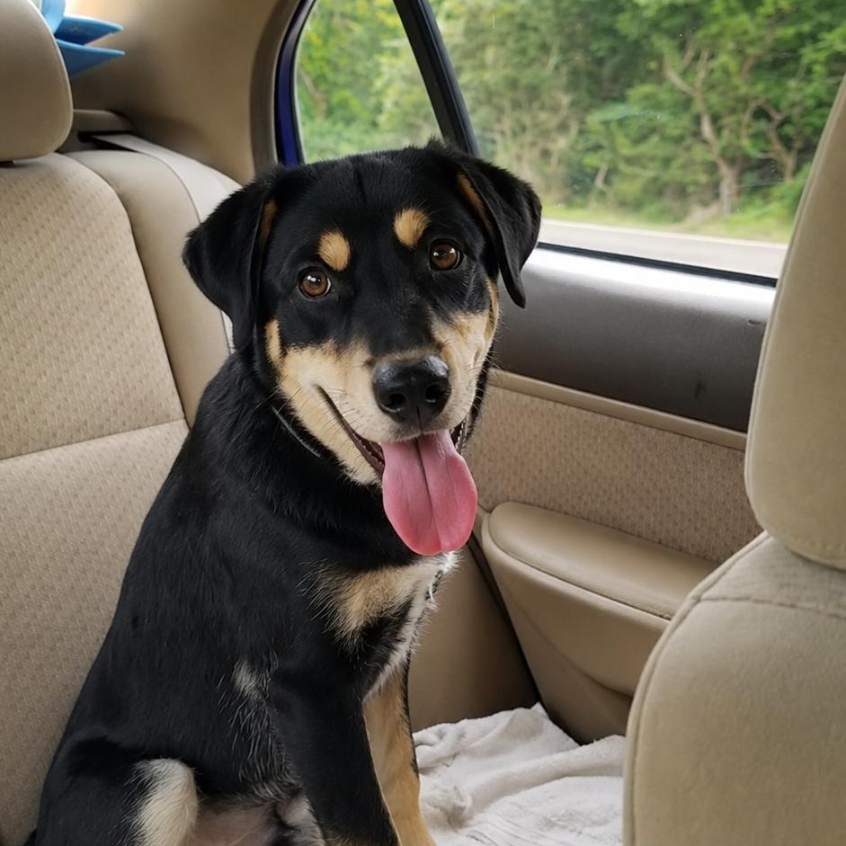 Rocky, a Adoptable mixed breed in Staunton, VA image 5/6