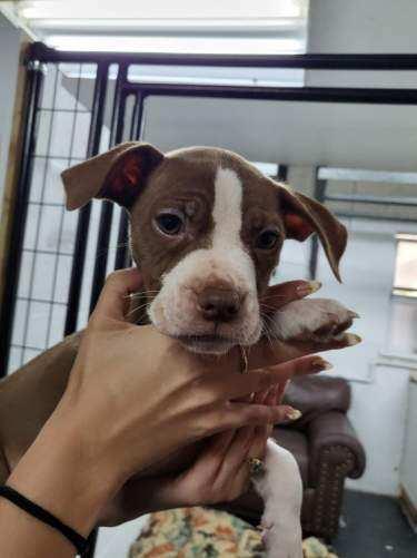 Enlarge Tootsie, an adopted mixed breed in Naples, FL image 1/1