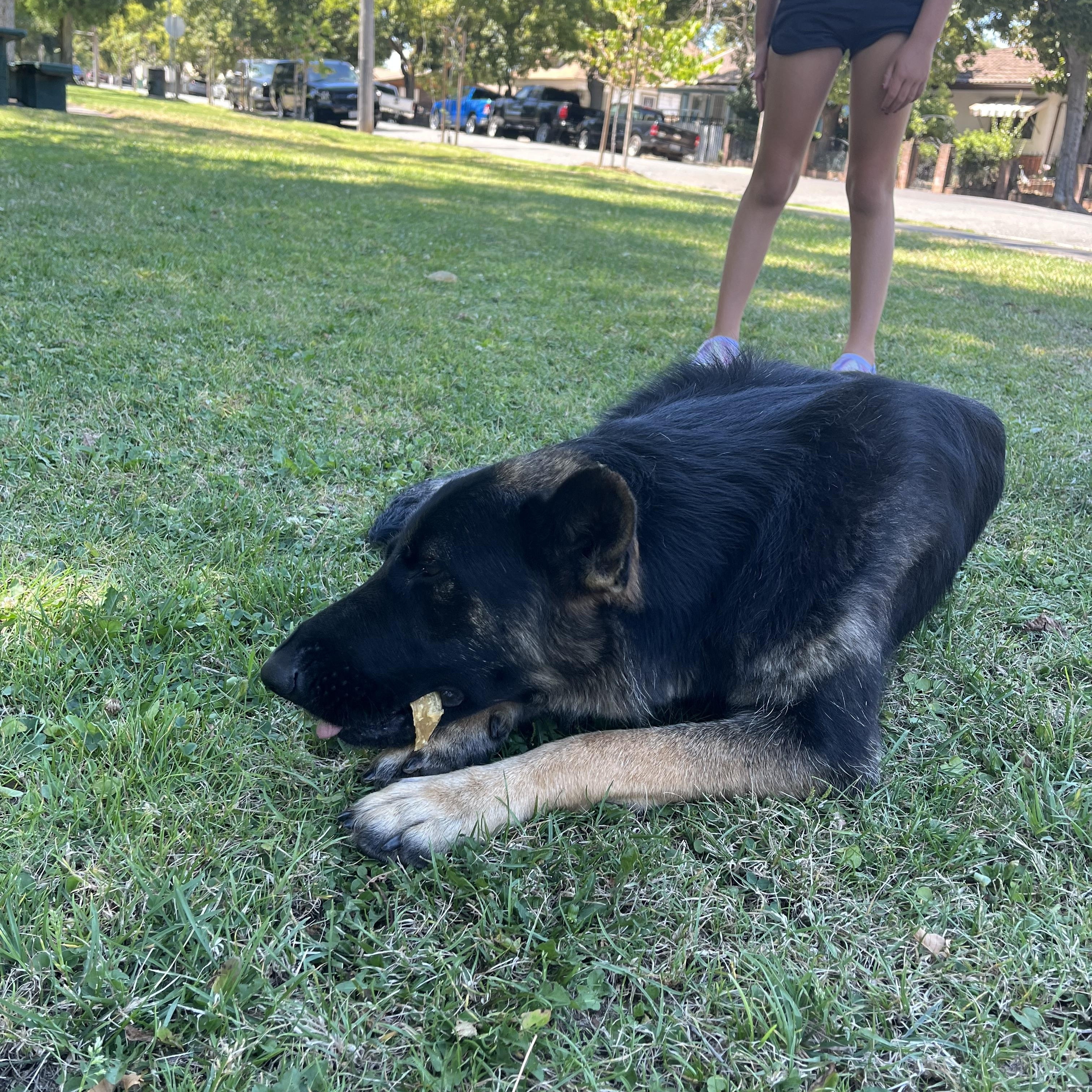 Enlarge Daisy, a Adoptable German Shepherd Dog in Lodi, CA image 1/1