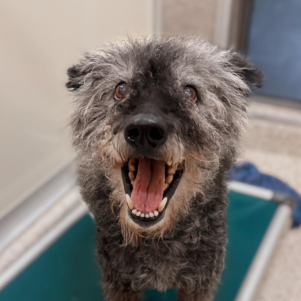 Rory, Adoptable, Senior Female Dutch Shepherd.