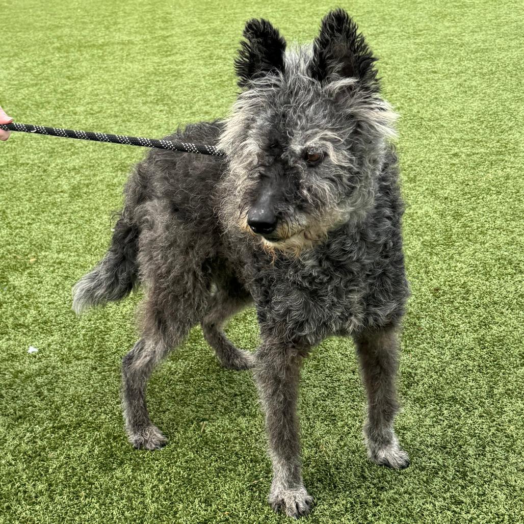 Enlarge Rory, a Adoptable Dutch Shepherd in Nashville, IN image 2/5