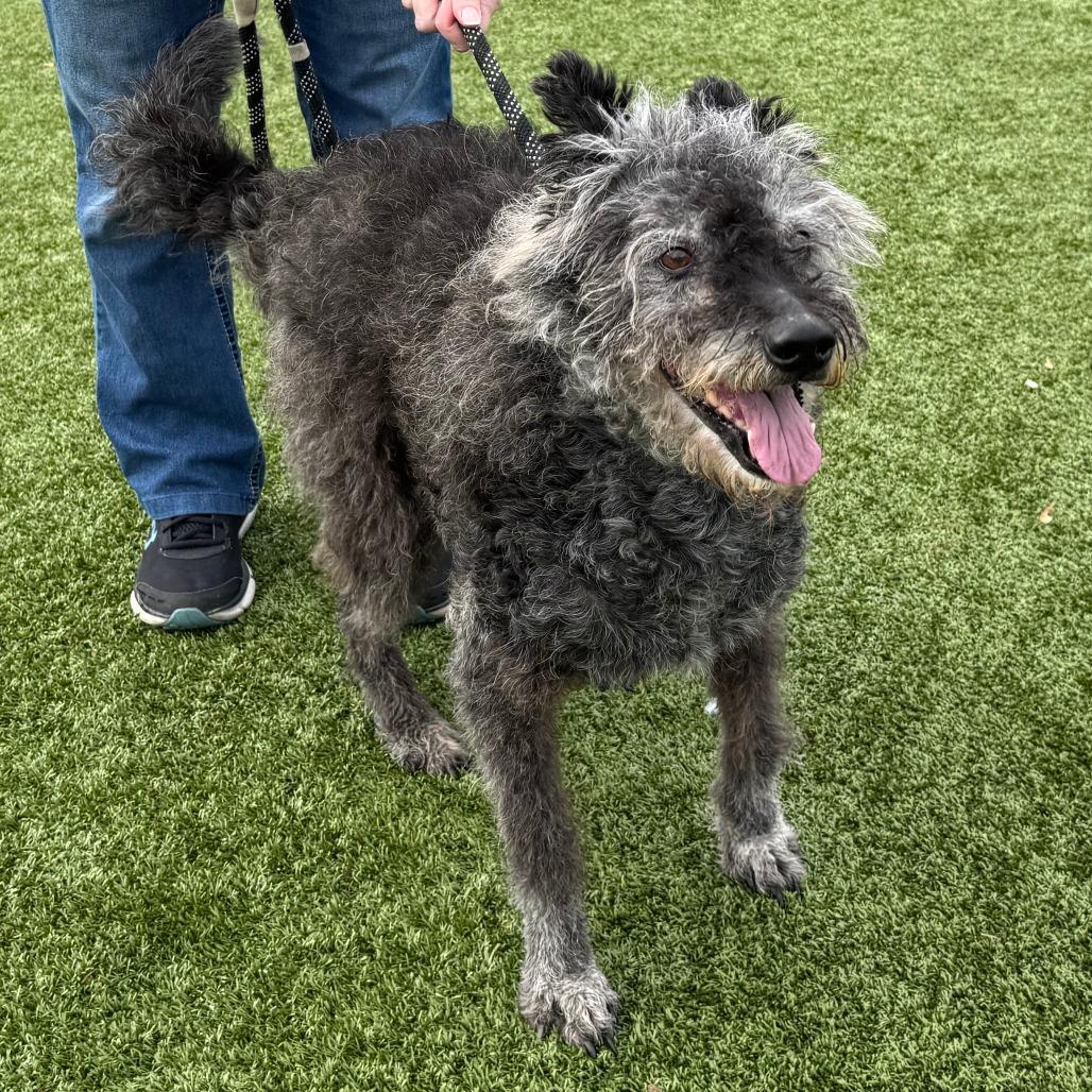 Enlarge Rory, a Adoptable Dutch Shepherd in Nashville, IN image 3/5