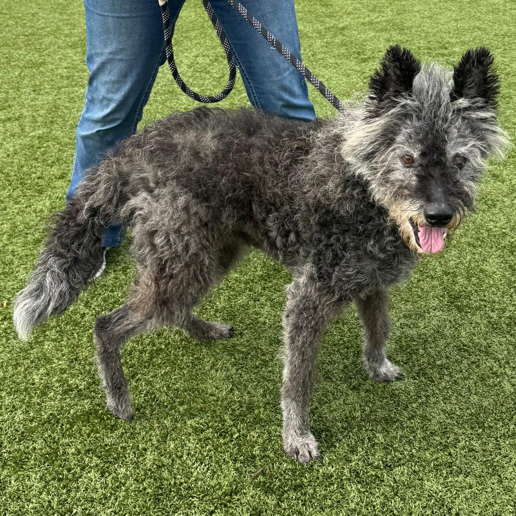 Enlarge Rory, a Adoptable Dutch Shepherd in Nashville, IN image 4/5