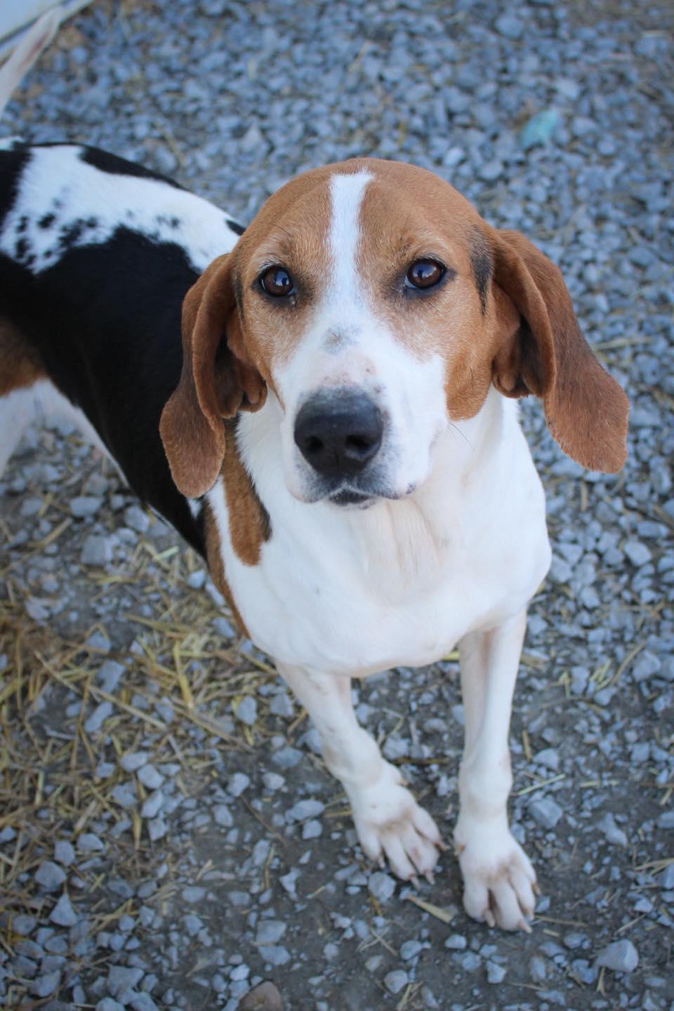 Enlarge Gerogia, a ADOPTABLE Coonhound in Calhoun, KY image 3/5