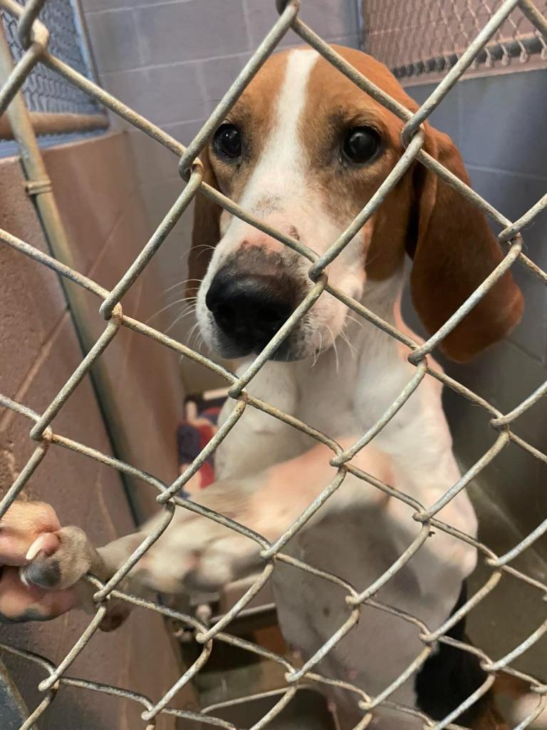 Enlarge Gerogia, a ADOPTABLE Coonhound in Calhoun, KY image 2/5