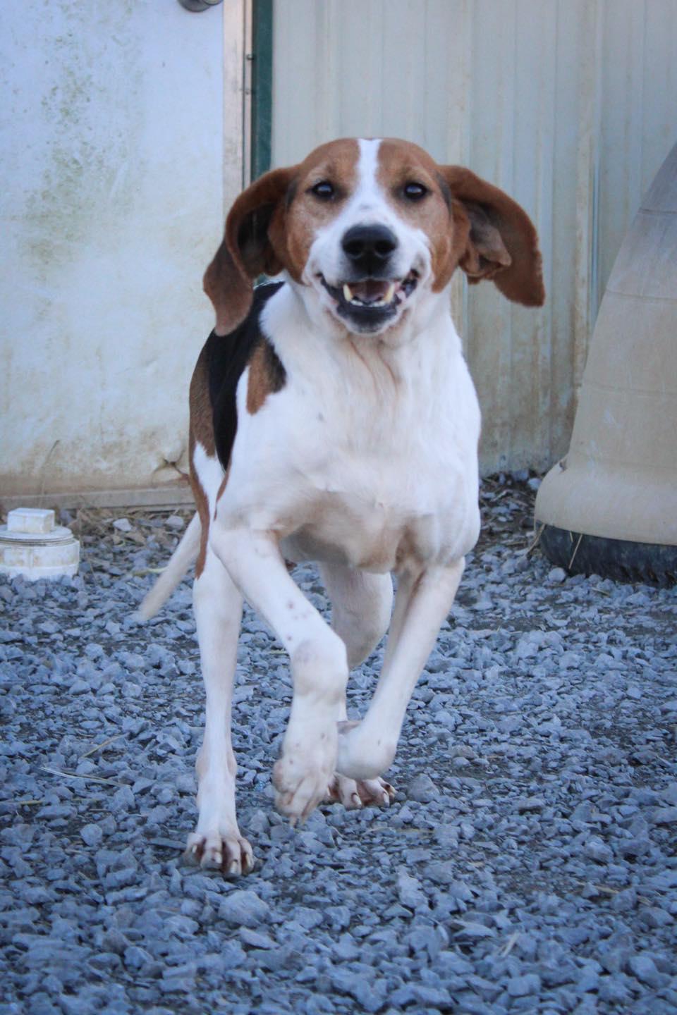 Enlarge Gerogia, a ADOPTABLE Coonhound in Calhoun, KY image 4/5