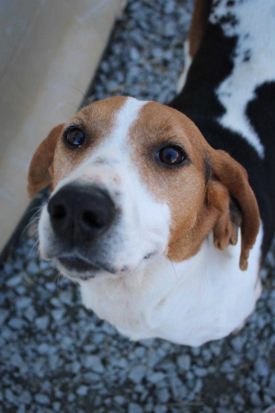 Enlarge Gerogia, a ADOPTABLE Coonhound in Calhoun, KY image 5/5