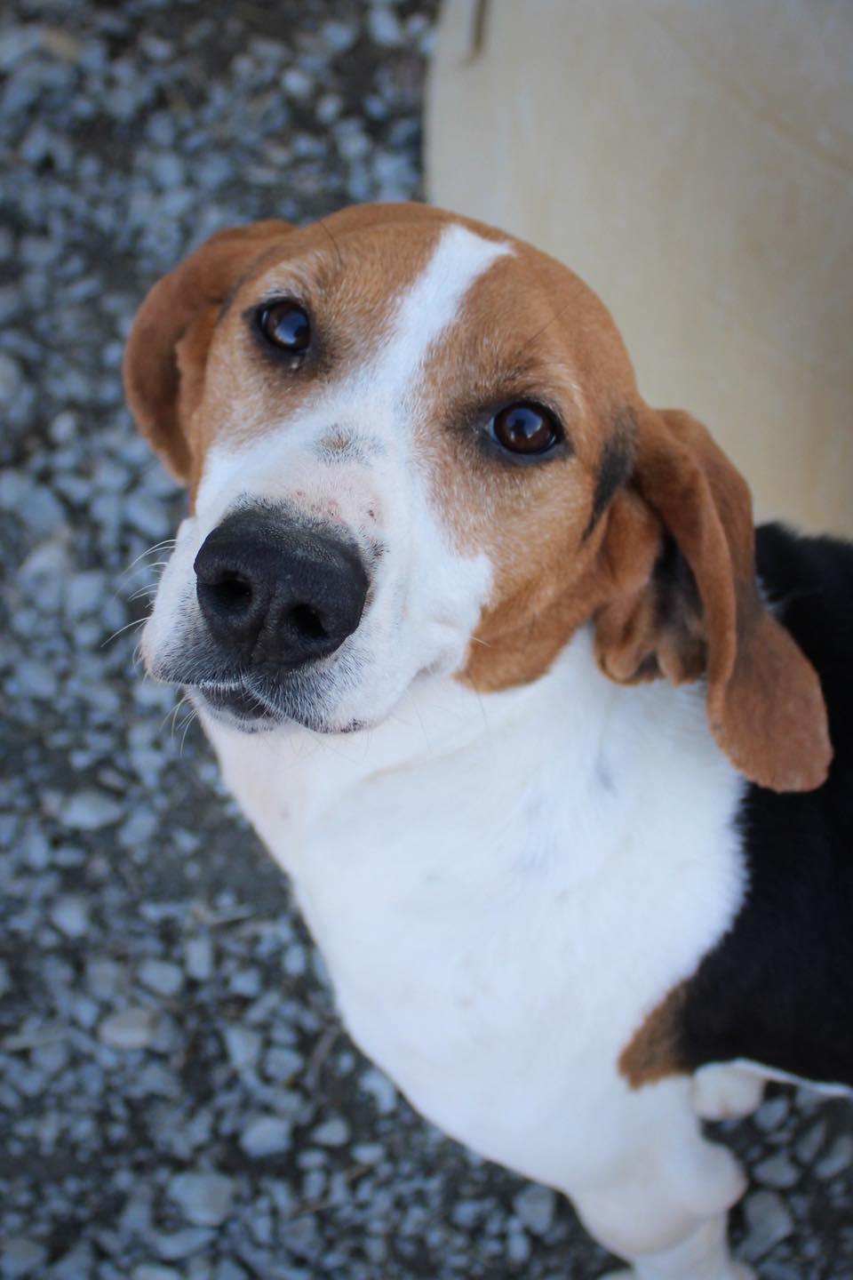 Gerogia, ADOPTABLE, Adult Female Coonhound.