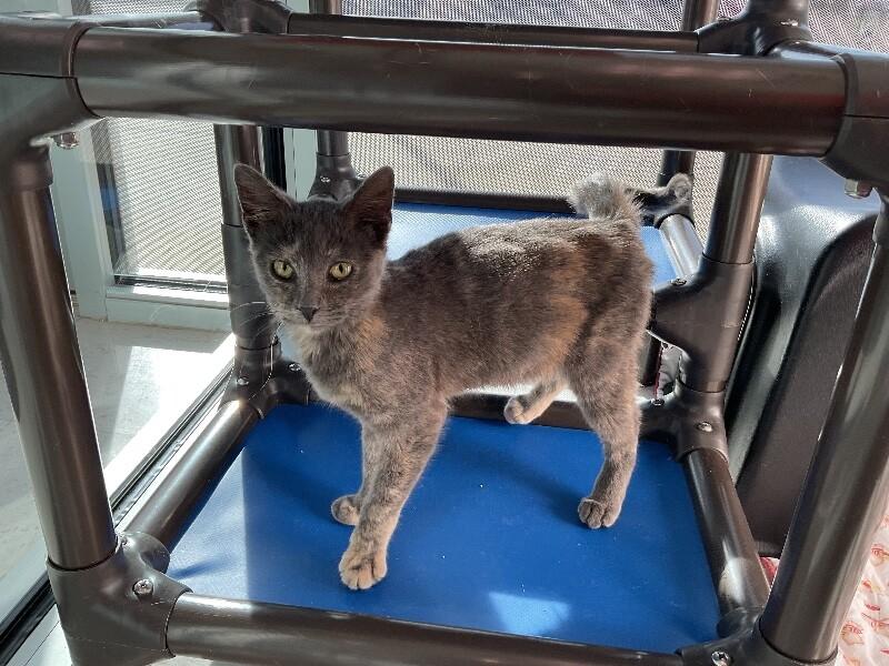 Scarlett, Adoptable, Adult Female Domestic Short Hair.