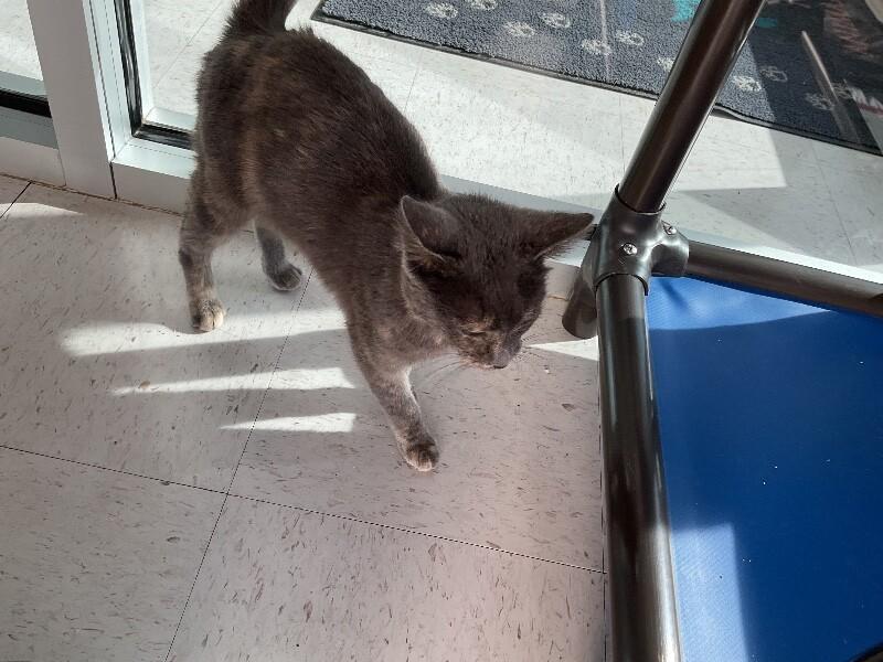 Enlarge Scarlett, a Adoptable Domestic Short Hair in Hobbs, NM image 2/4