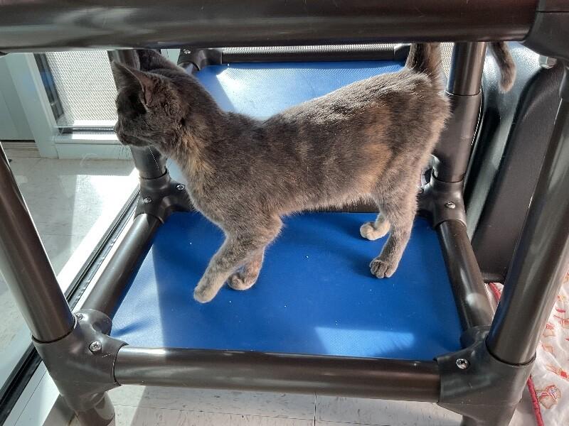 Enlarge Scarlett, a Adoptable Domestic Short Hair in Hobbs, NM image 3/4