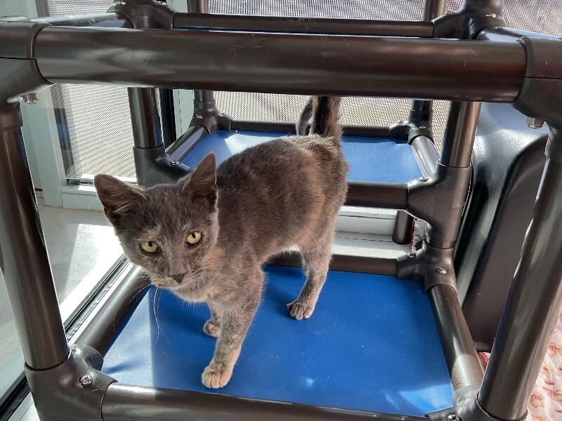 Enlarge Scarlett, a Adoptable Domestic Short Hair in Hobbs, NM image 4/4