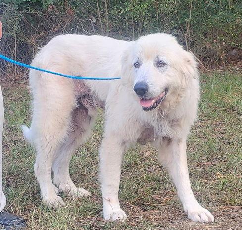 Enlarge 250678  Yeti, a Adoptable Great Pyrenees in Wetumpka, AL image 1/3