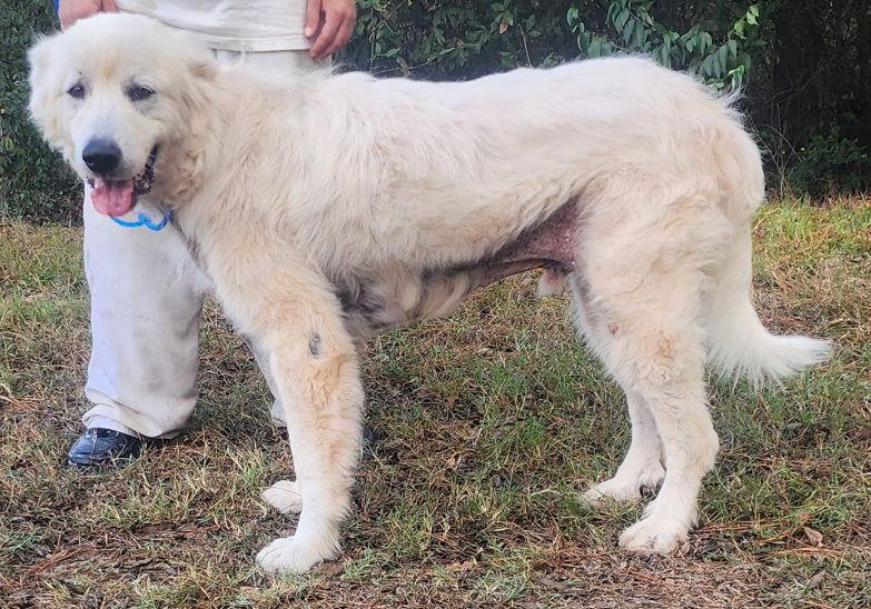 Enlarge 250678  Yeti, a Adoptable Great Pyrenees in Wetumpka, AL image 2/3