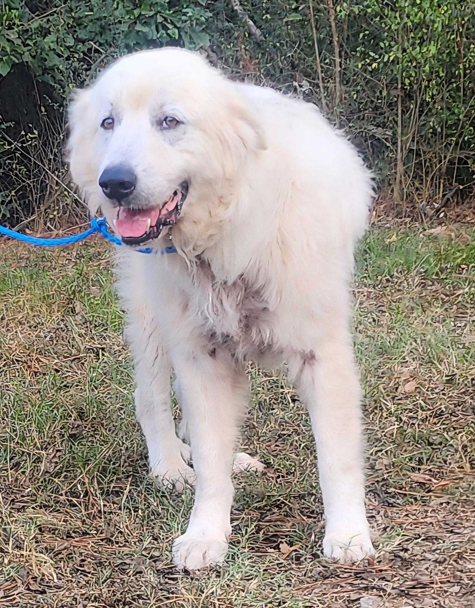 Enlarge 250678  Yeti, a Adoptable Great Pyrenees in Wetumpka, AL image 3/3