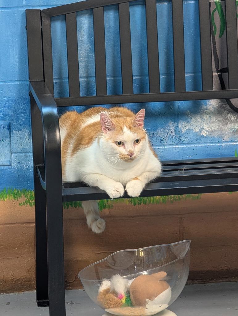 Joey, Adoptable, Adult Male Domestic Short Hair.