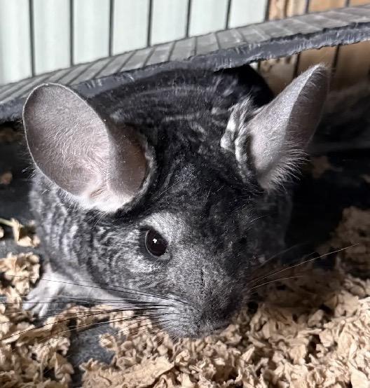 Maya, ADOPTABLE, Young Female Chinchilla.