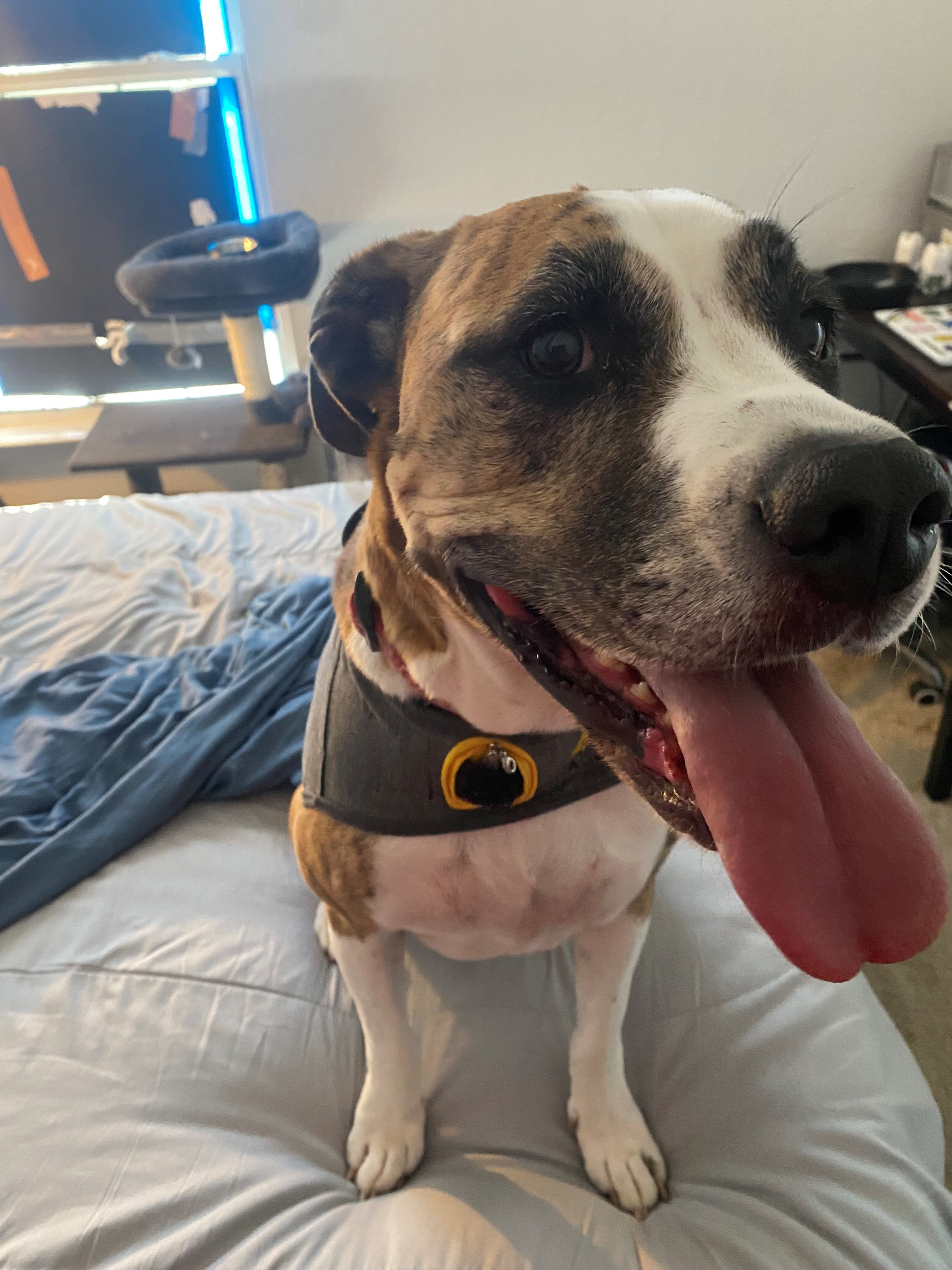 Enlarge Ashoka, an adopted mixed breed in Tallahassee, FL image 1/1