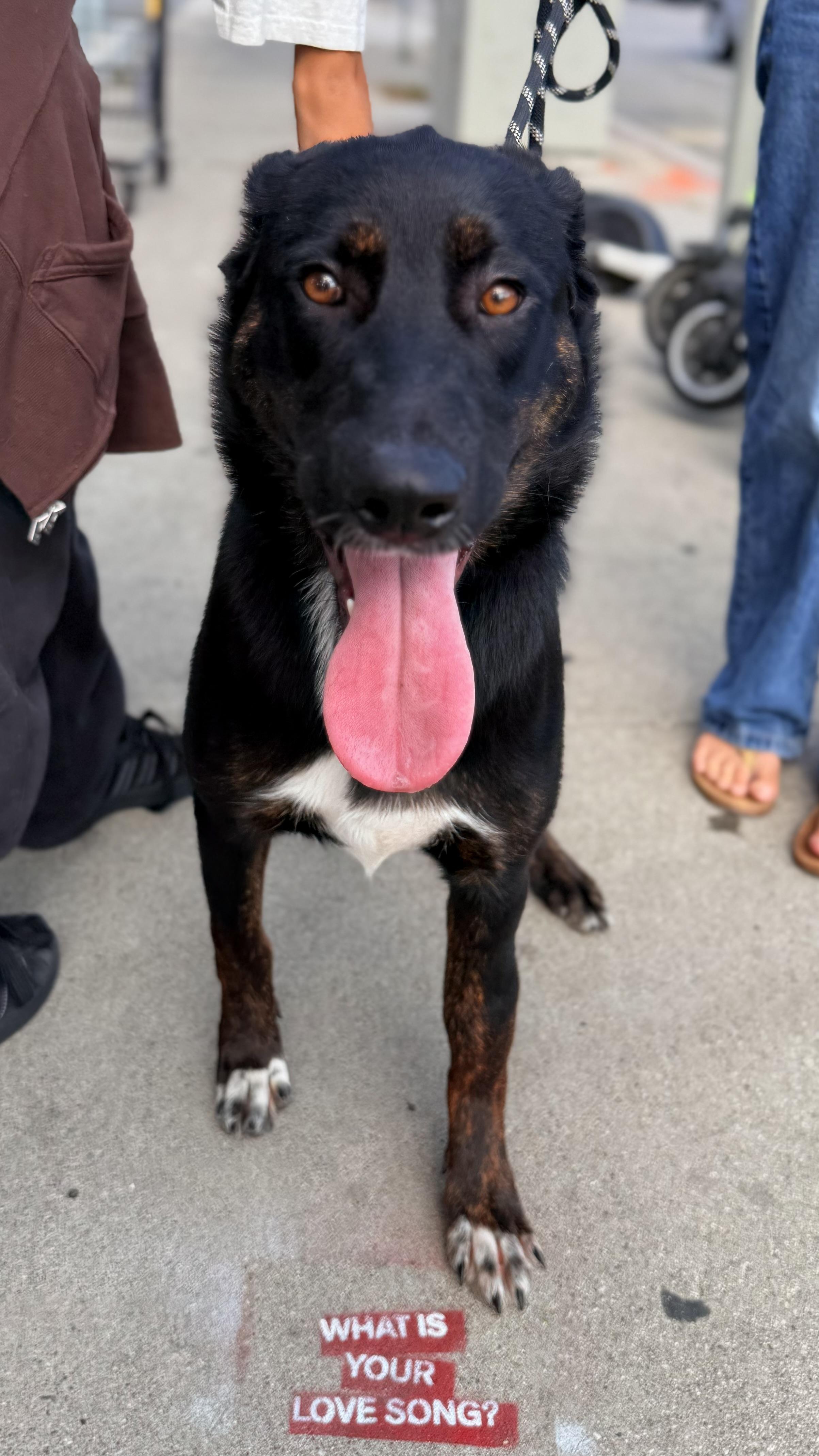 Twinkle, a ADOPTABLE mixed breed in Thousand Oaks, CA image 2/6