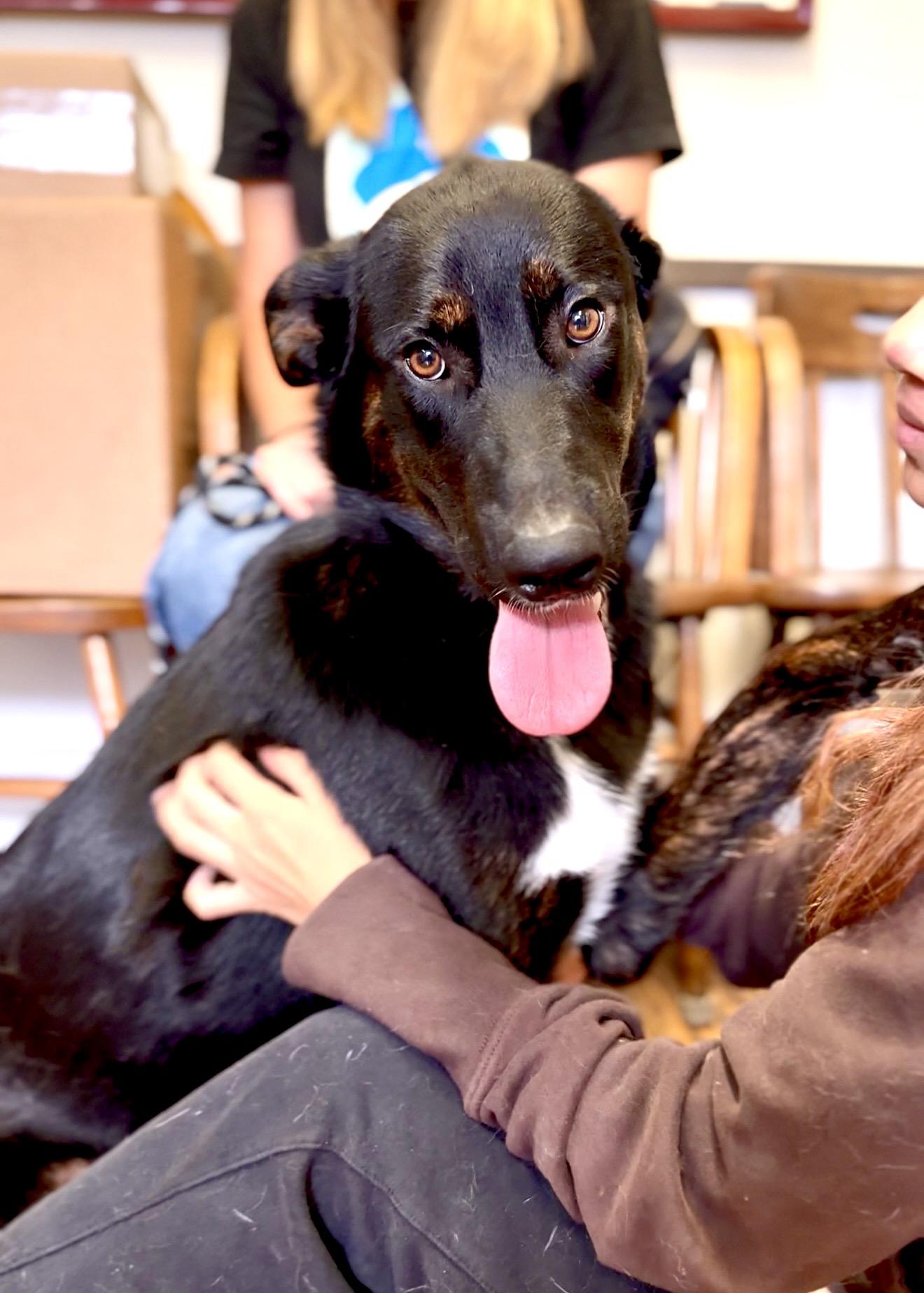 Twinkle, ADOPTABLE, Young Female German Shepherd Dog & Mixed Breed.