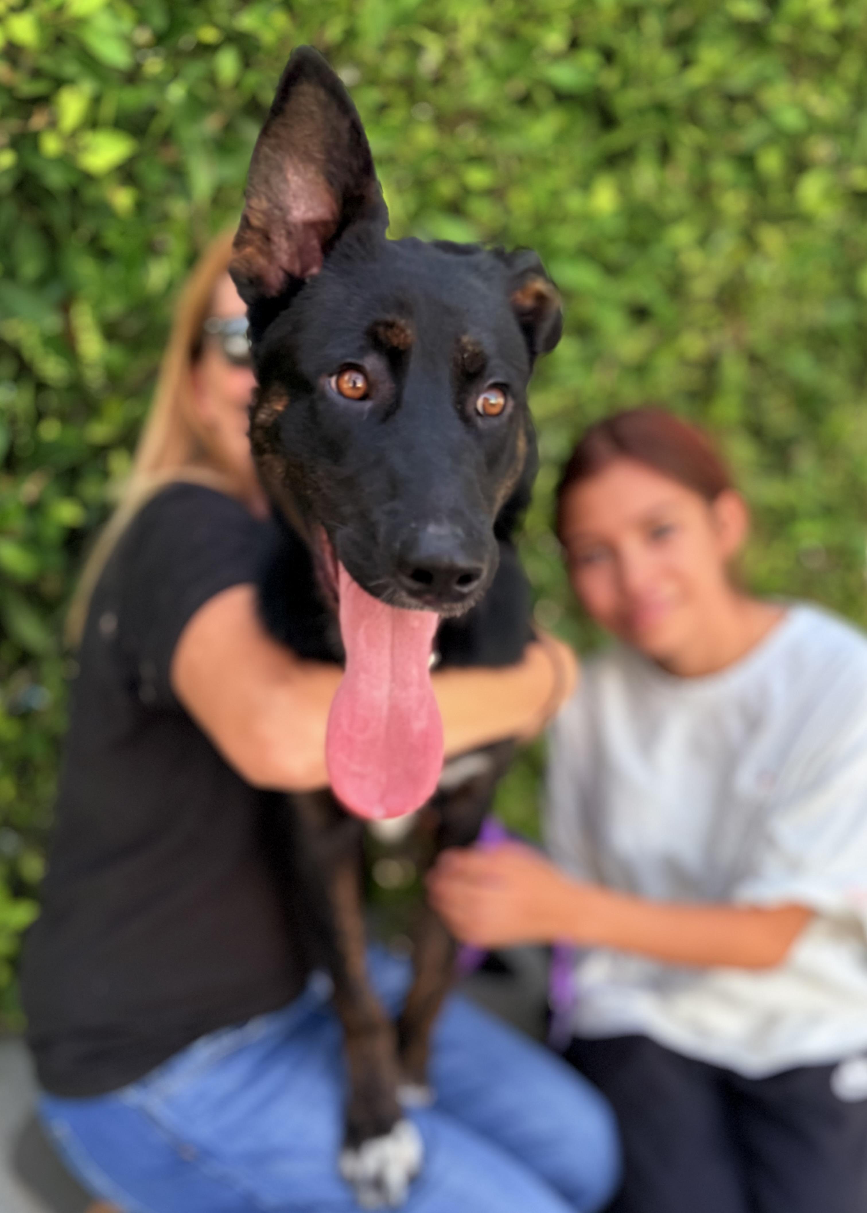 Twinkle, a ADOPTABLE mixed breed in Thousand Oaks, CA image 6/6