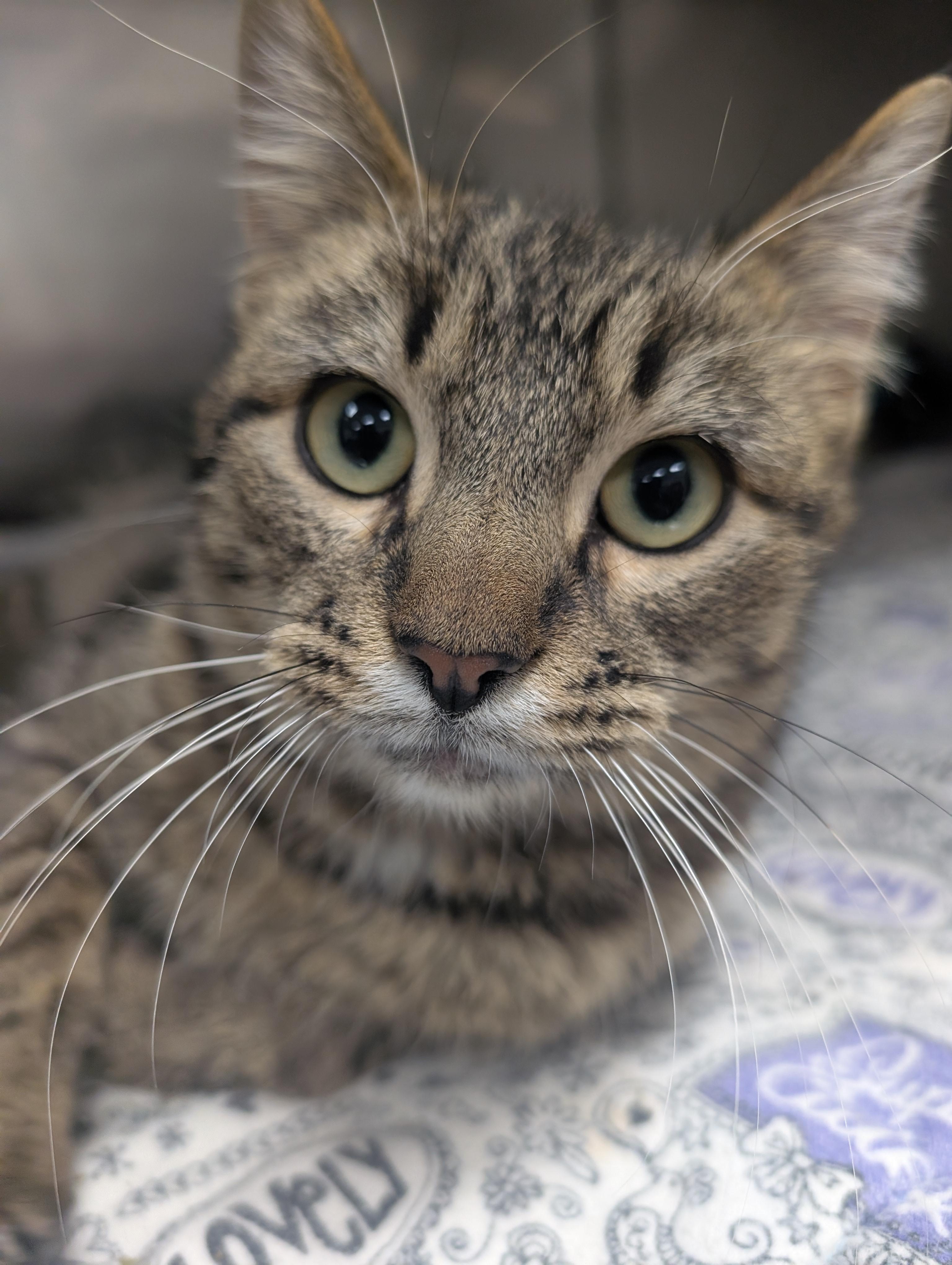 Lemonade, a ADOPTABLE Domestic Short Hair in New Ulm, MN image 1/3