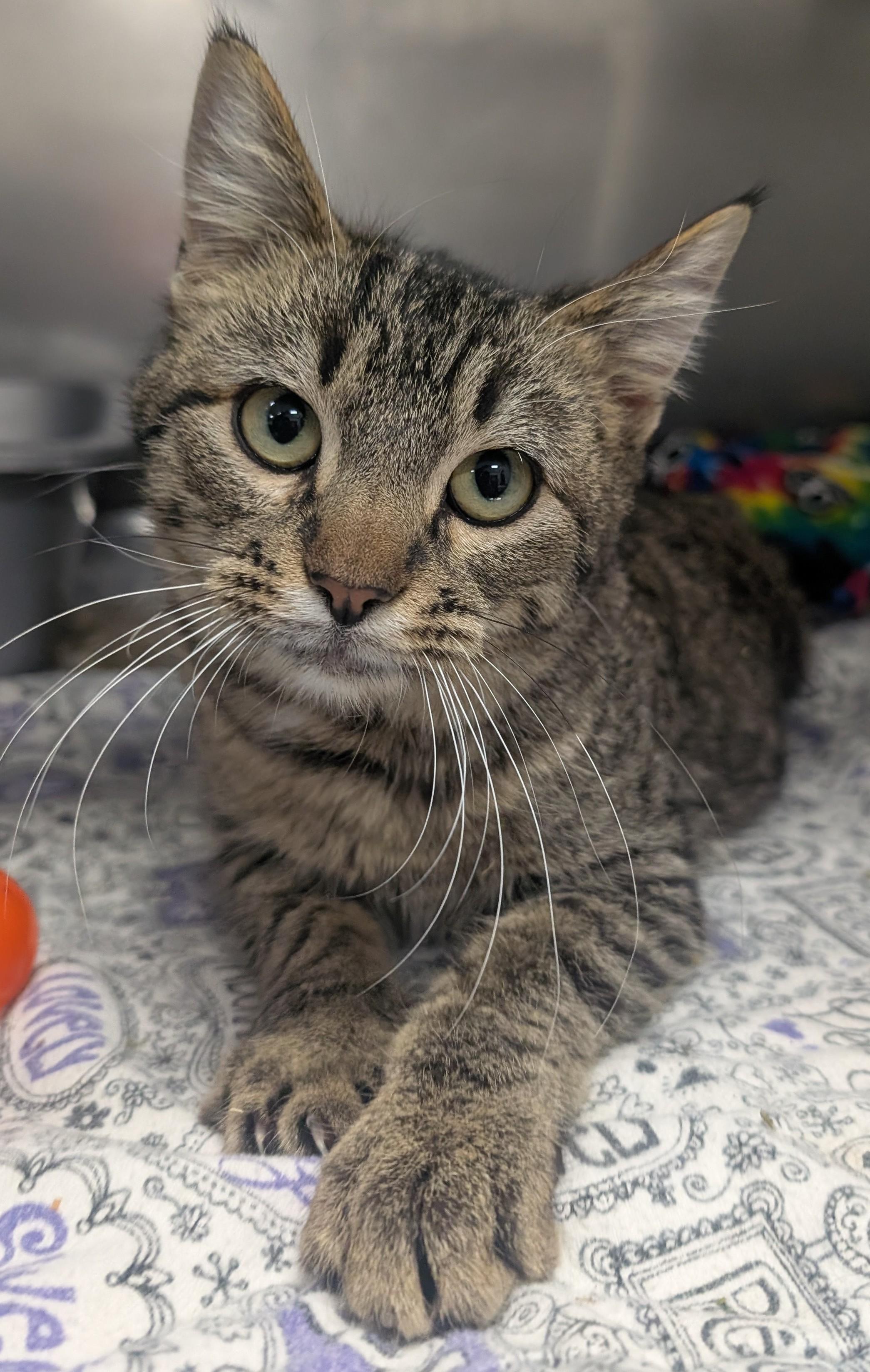 Lemonade, a ADOPTABLE Domestic Short Hair in New Ulm, MN image 3/3