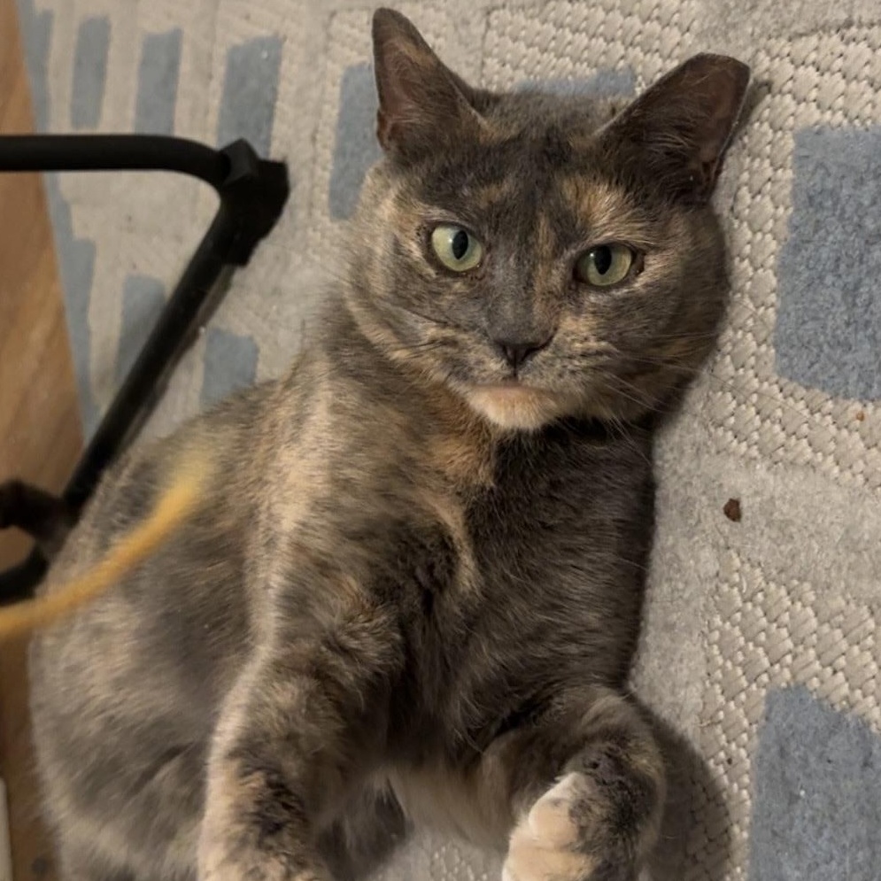 Enlarge Cinnamon, a ADOPTABLE mixed breed in Hyattsville, MD image 3/6