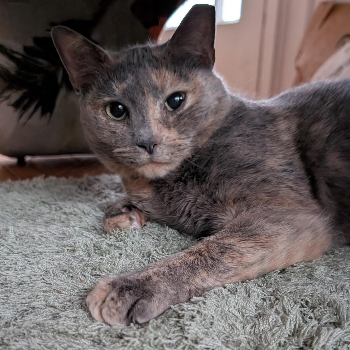 Enlarge Cinnamon, a ADOPTABLE mixed breed in Hyattsville, MD image 4/6