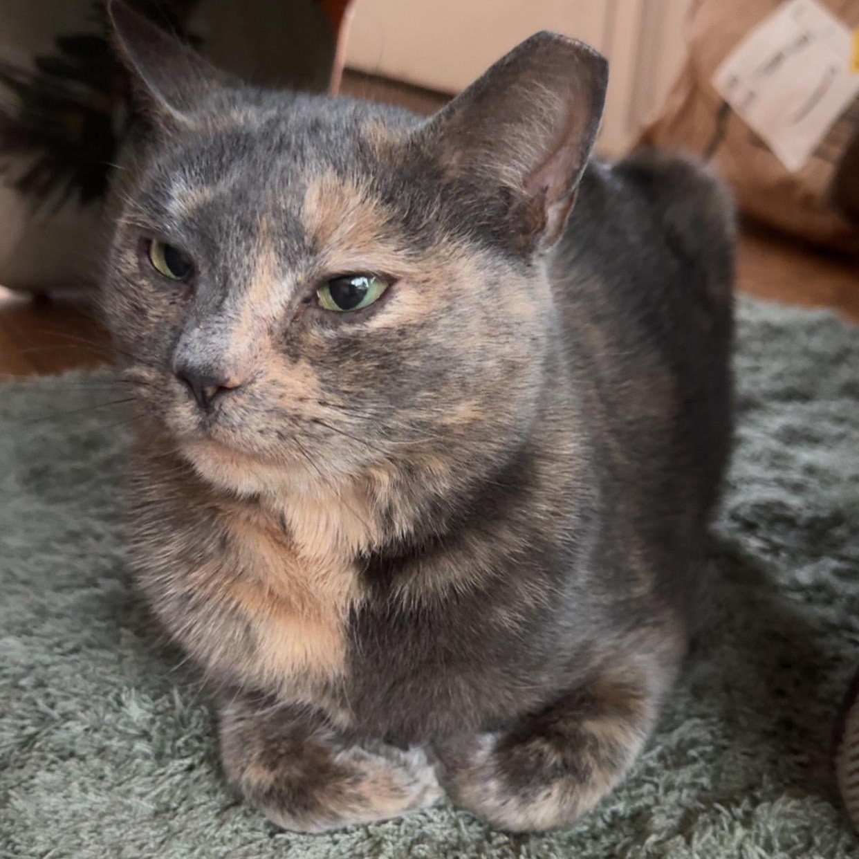 Enlarge Cinnamon, a ADOPTABLE mixed breed in Hyattsville, MD image 5/6