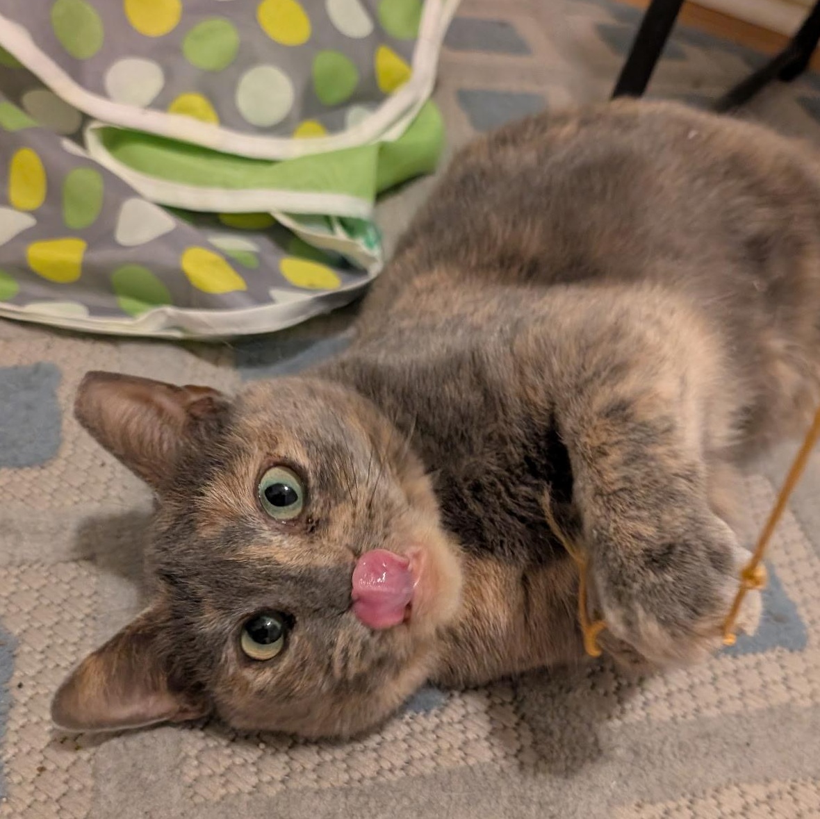 Enlarge Cinnamon, a ADOPTABLE mixed breed in Hyattsville, MD image 1/6