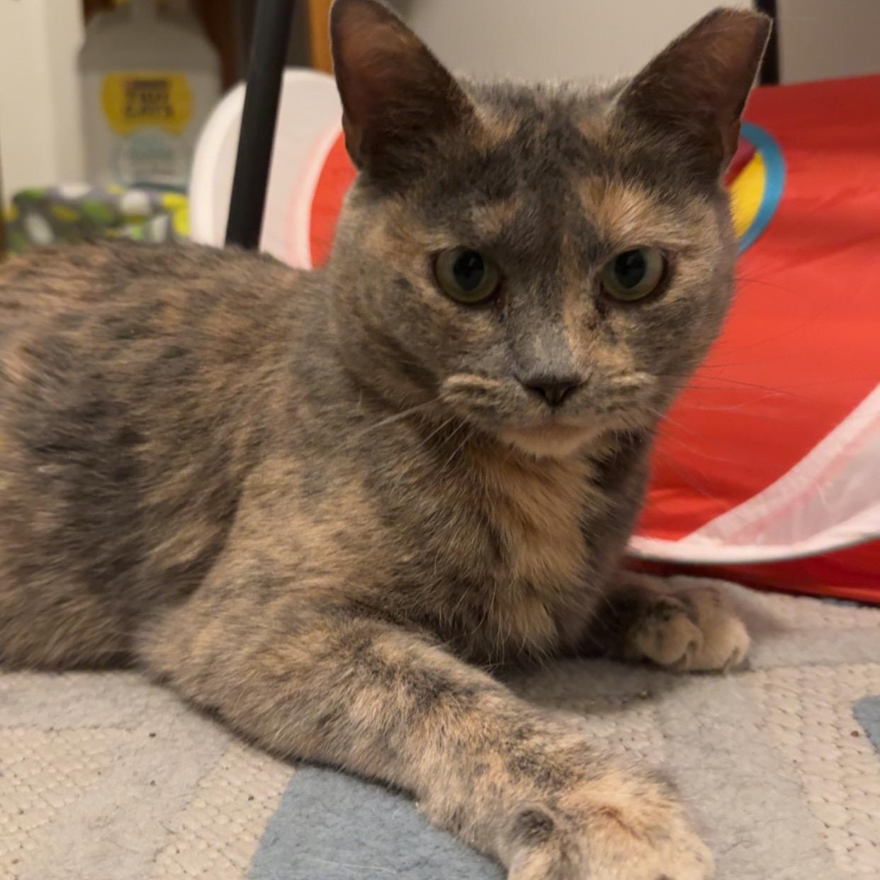 Enlarge Cinnamon, a ADOPTABLE mixed breed in Hyattsville, MD image 2/6