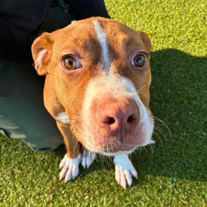 Hazel, Adoptable, Puppy Female Terrier & Mixed Breed.