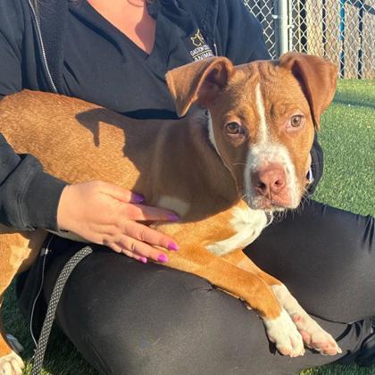 Enlarge Hazel, a Adoptable mixed breed in Gastonia, NC image 2/2