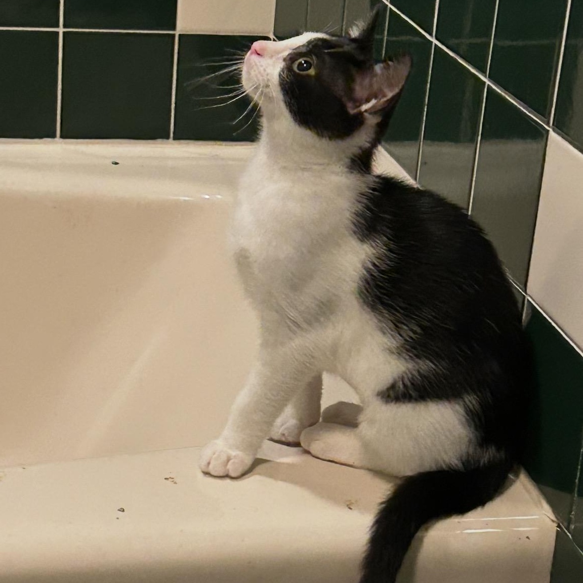 Nala, an adopted Domestic Short Hair in Cortland, NY image 2/3