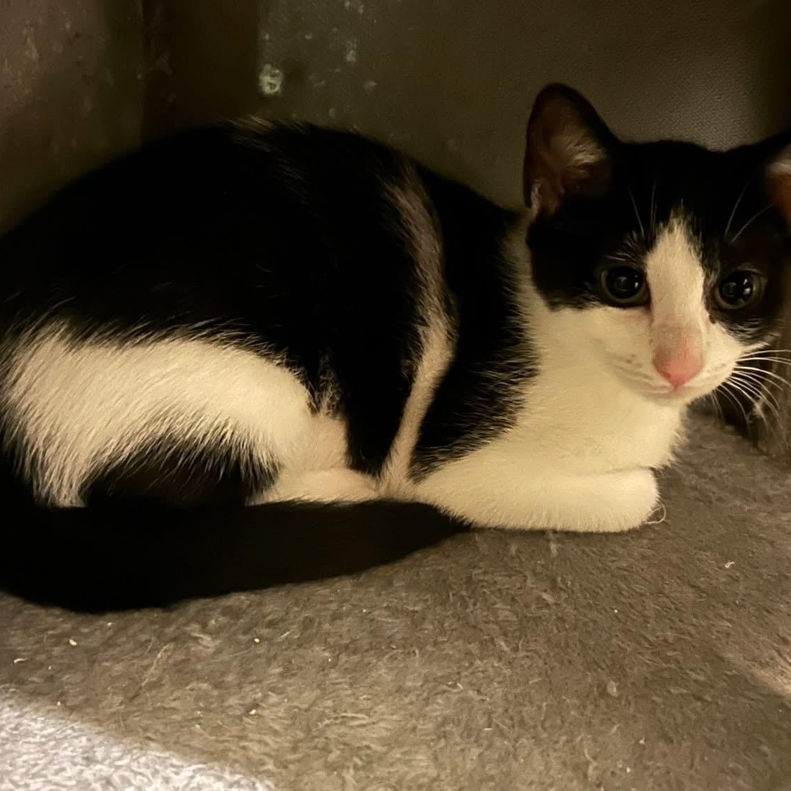 Nala, an adopted Domestic Short Hair in Cortland, NY image 3/3