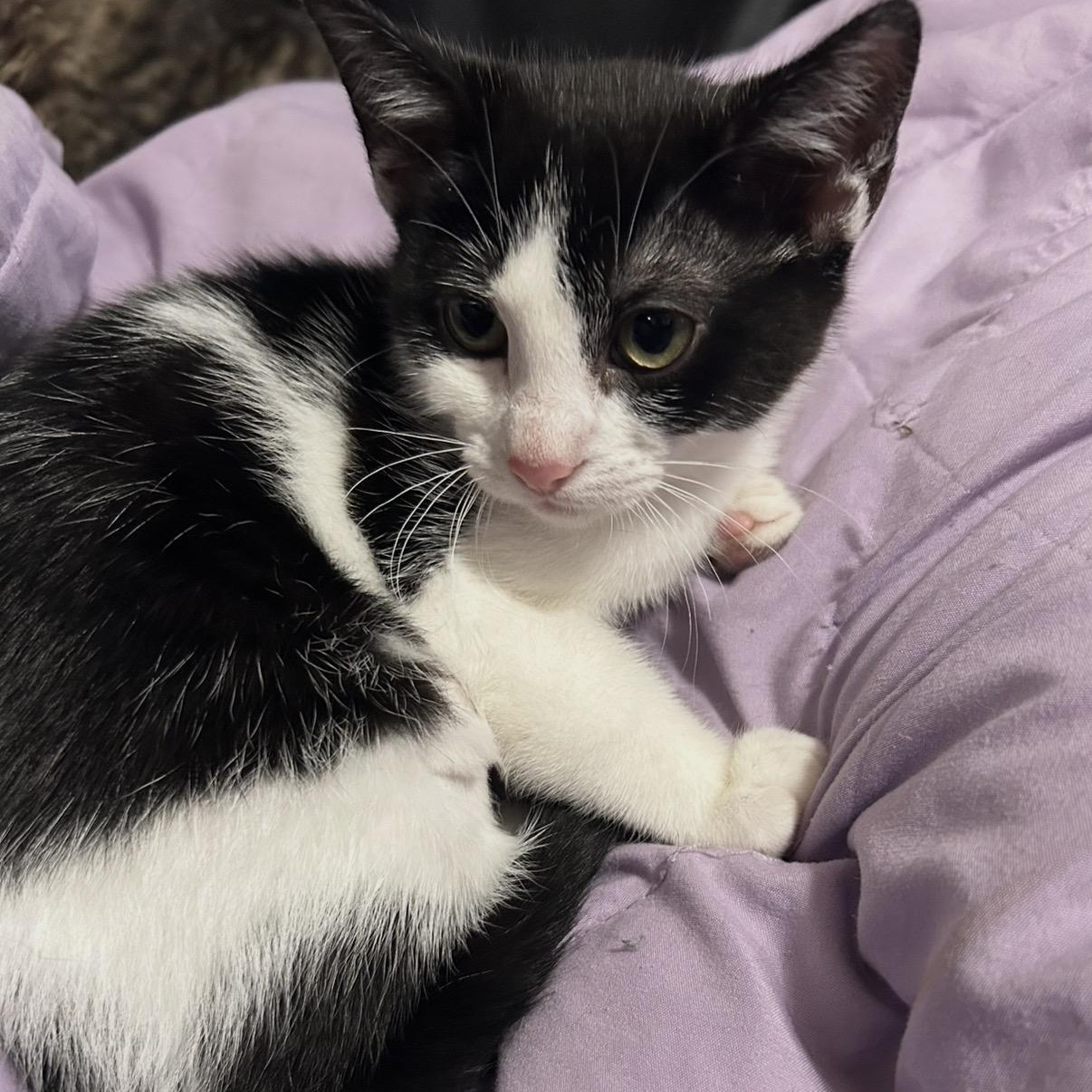 Nala, adopted, Kitten Female Domestic Short Hair.