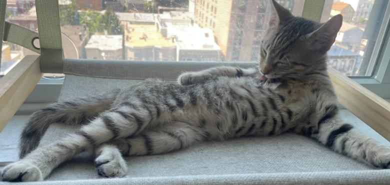Ashton, a ADOPTABLE American Shorthair in Union City, NJ image 6/6