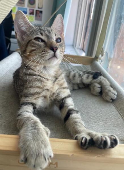 Ashton, a ADOPTABLE American Shorthair in Union City, NJ image 4/6