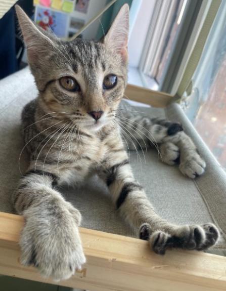 Ashton, a ADOPTABLE American Shorthair in Union City, NJ image 2/6