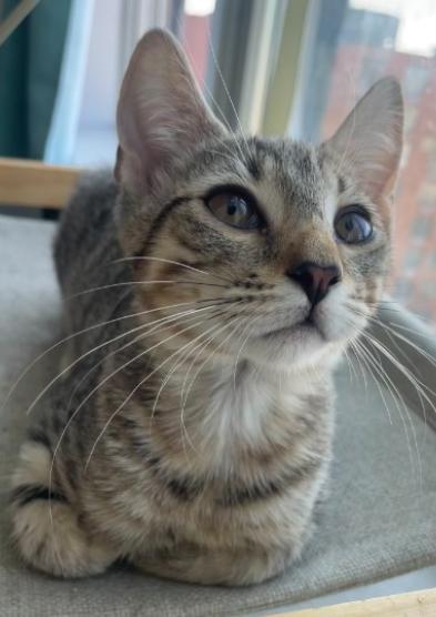 Ashton, a ADOPTABLE American Shorthair in Union City, NJ image 3/6