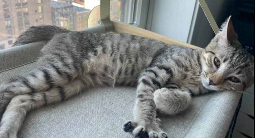Ashton, a ADOPTABLE American Shorthair in Union City, NJ image 5/6