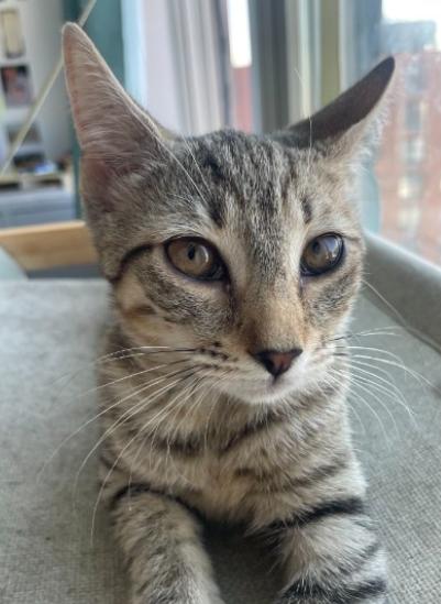 Ashton, ADOPTABLE, Kitten Male American Shorthair.