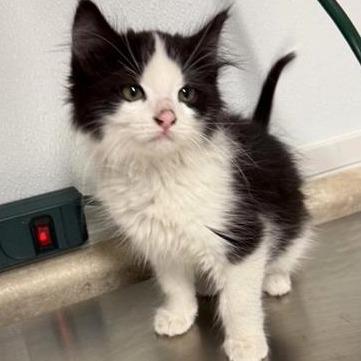 Jenny, Adoptable, Kitten Female Domestic Long Hair.